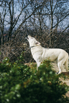 White dog howling