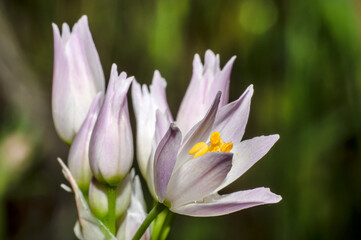 Fototapeta premium Wild Garlic Flower, Allium Ursinum, Sardinia, Macro Photography, Close Up