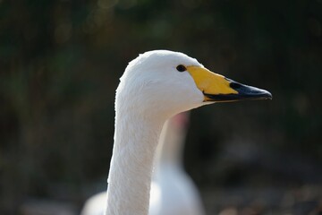 Obraz premium シベリアから渡って来た白鳥