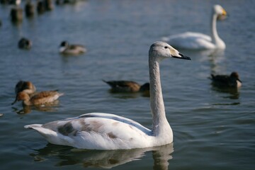シベリアから渡って来た白鳥