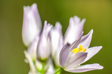 Wild Garlic Flower, Allium Ursinum, Sardinia, Macro Photography, Close Up
