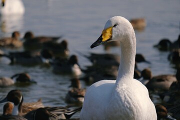 シベリアから渡って来た白鳥