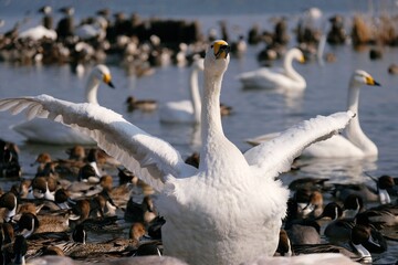 シベリアから渡って来た白鳥