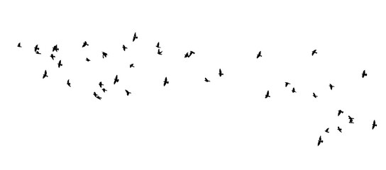 Obraz premium A flock of flying birds. Vector illustration
