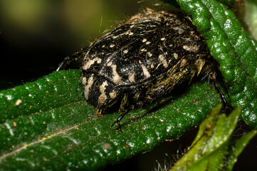 Tropinota Squalida Beetle in Sardinia, Macro Photography, Close Up Photography