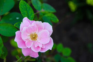 Light pink rose flowers with water drops blooming in garden top view background