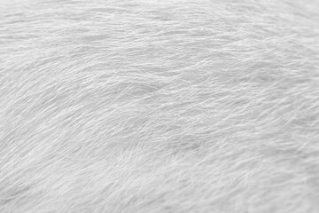 Line patterns fur cat texture white gray  background