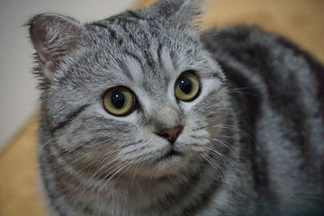 Scottish fold classic tabby cat is looking at right side - close up shot