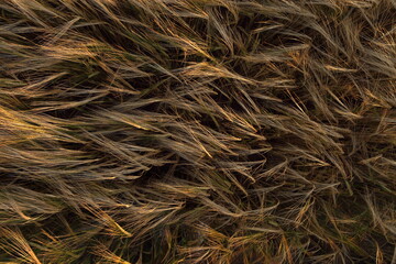 Golden ripe wheat field, sunny day, soft focus, agricultural landscape,