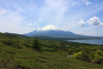 山中湖と冨士山　　パノラマ台からの眺め。山中湖の東にある台地から、山中湖と富士山を一望する。春、手前の草原も緑に草が大地を彩る。