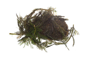 seaweed isolated on white background