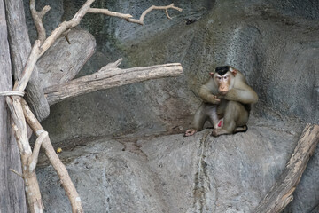 male Pig tailed Macaque monkey sit on the rock with curiosity face - left copy space