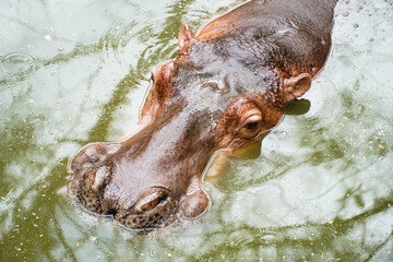 hippopotamus is in the water look at camera