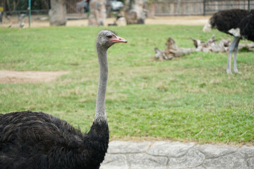 Ostrich side view with green grass background