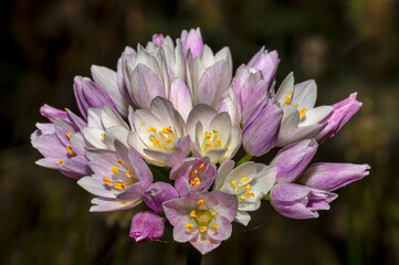 Wild Garlic Flower, Allium Ursinum, Sardinia, Macro Photography, Close Up