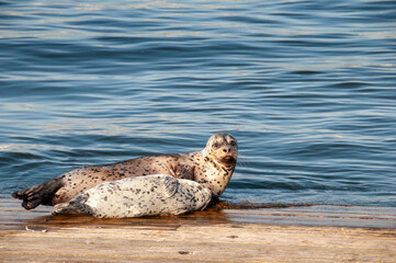 seal on the dock