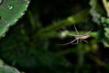 spider on a web