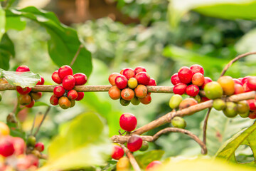 Coffee beans that are ready to be harvested.