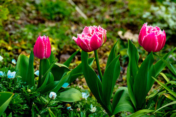 門司のチューリップ