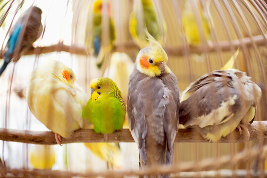 Many colorful parrots in birdcage