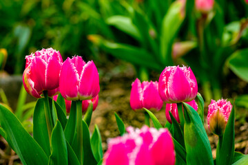 門司のチューリップ