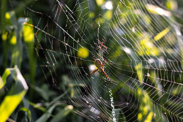 spider on a cobweb