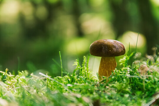 Small brown mushroom on forest floor, horizontal