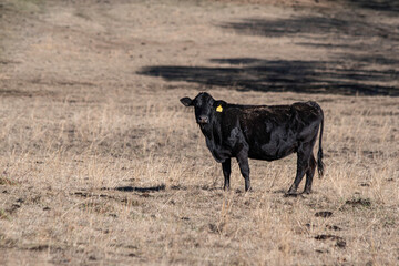 Angus cow in a dormant pasture