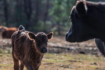 Angus calf walking toward its mother