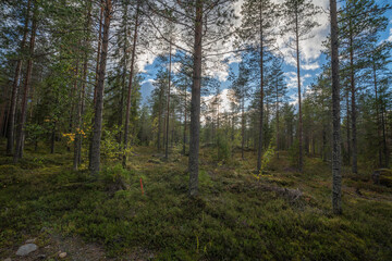 Less dense boreal forest next to the main road