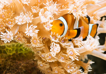 Clown fish swiming near sea anemone