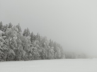 Foggy forest