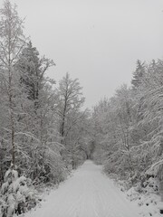 snow covered trees