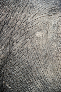Detail of an elephant skin