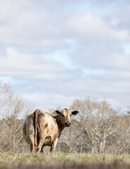 Portrait of a Lone white cow in winter pasture with negative space above