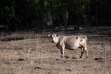 Thin lone crossbred cow in dormant pasture