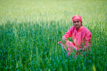 Indian farmer holding crop plant in hand at wheat field
