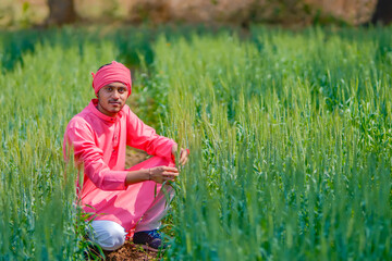 Indian farmer holding crop plant in hand at wheat field