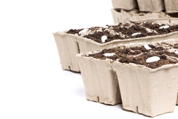 Seeds of white beans in biodegradable pots isolated on a white background.Gardening.Soil for seedlings.Planting seeds in seed pots.Biodegradable paper eco-friendly seed pots.