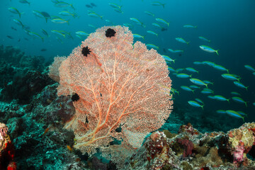 Underwater photography, coral reefs. Colorful gorgonian sea fan coral in deep blue water,...