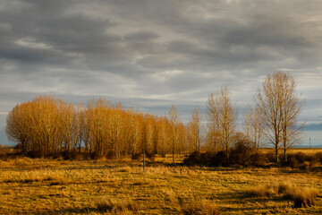 Landscape with meadow, poplar forest and cloudy sky in the El Páramo region, León, Spain.