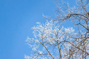 branches against blue sky