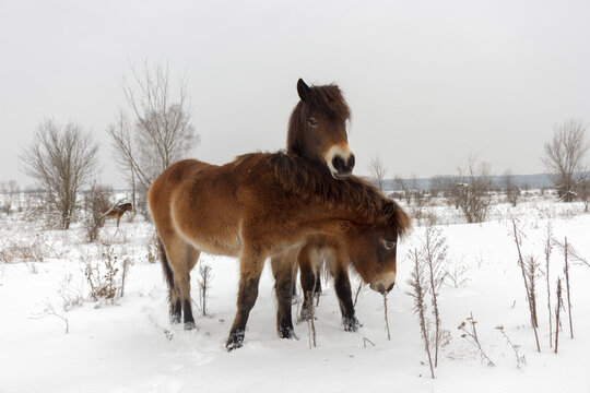 Exmoor ponnies, wild horses looking for food in a snowy landscape. Exmoor ponnies in the winter steppe near Milovice.