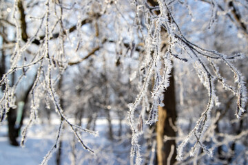 icicles on a tree