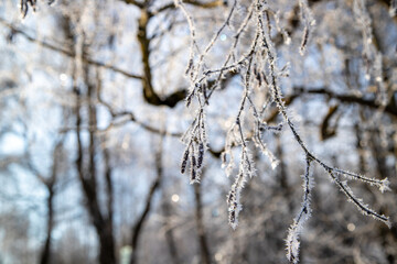 snow covered branches