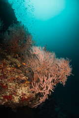 Fototapeta na wymiar Underwater photography, coral reefs. Colorful gorgonian sea fan coral in deep blue water, surrounded by small schooling fish