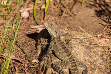Gippsland Water Dragon, Lake Burley Griffin, ACT, December 2020