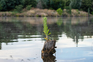 Stump, Lake Burley Griffin, ACT, January 2021