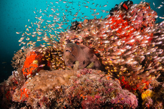 Underwater photography. Coral reef ecosystem scene, schooling fish swimming among colorful coral reefs in blue water