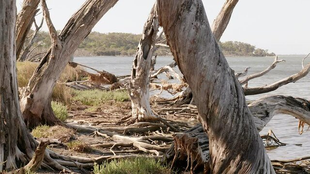 Pan across dead trees along muddy shore of lake.  Dead tree stumps with twisted and gnarled roots exposed